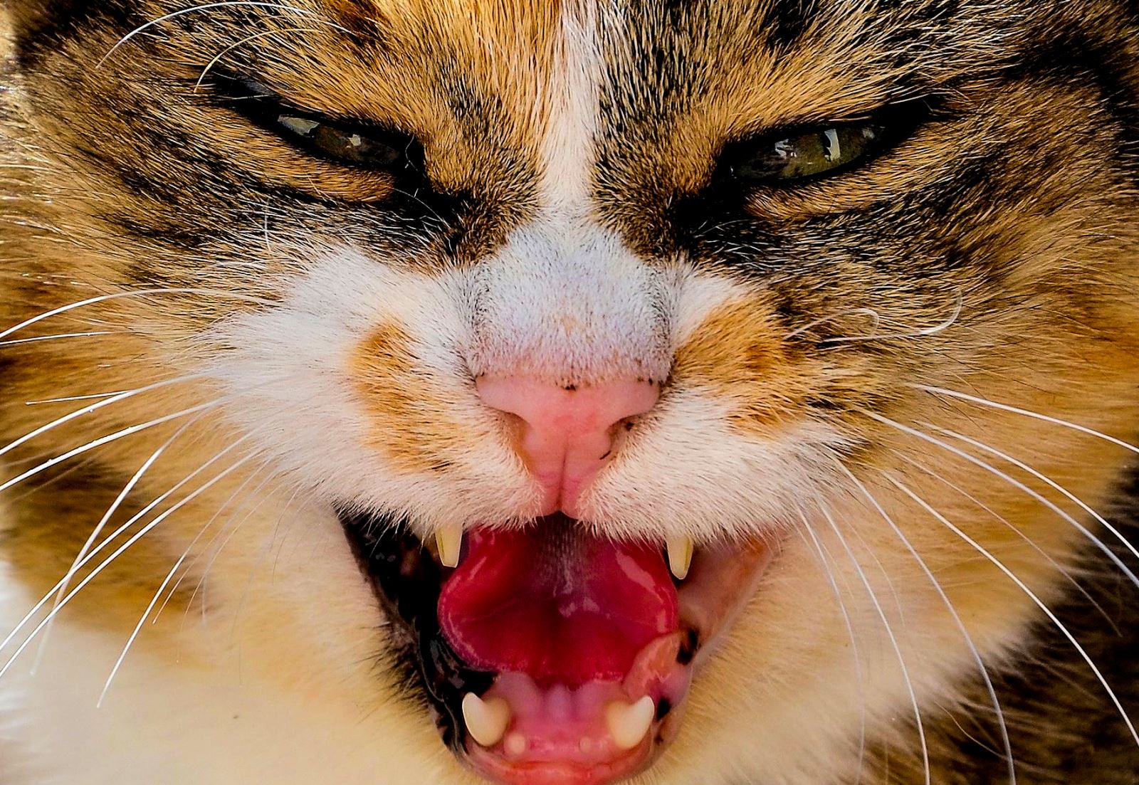 Kedilerde Ağız Kokusu Ve Nedenleri Nelerdir